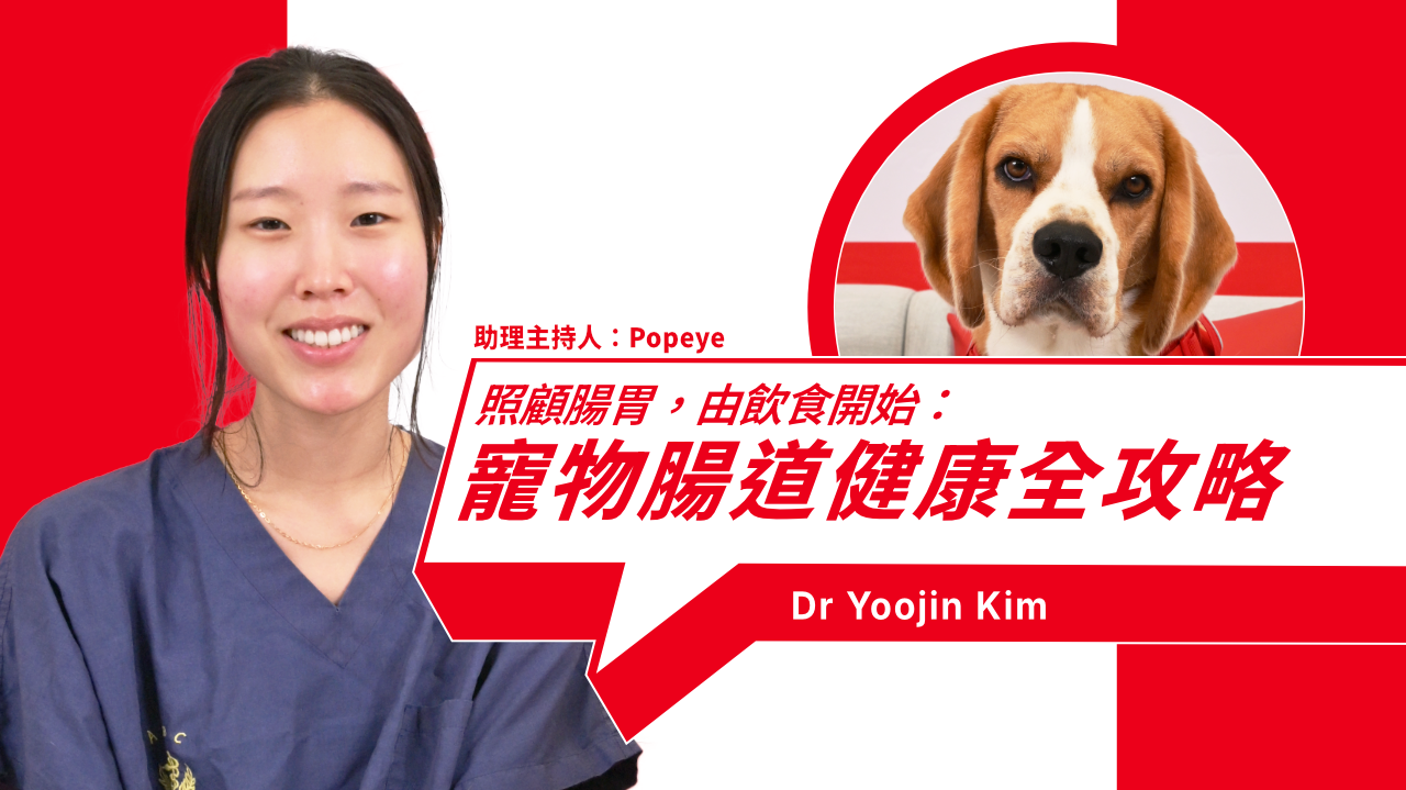 Common Digestive Issues in Pets, Dietary Restrictions, and Daily Care Guide